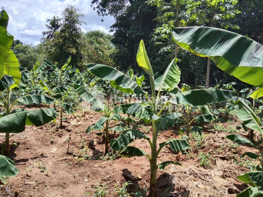 Residential land for sale at Thekkekariyil Kottayam