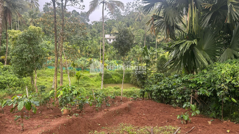 Residential Land available for Sale in Kalpetta Wayanad