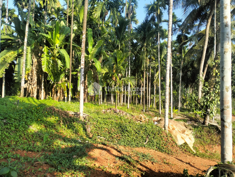 Residential Land available for Sale in Manjeshwaram Kasaragod