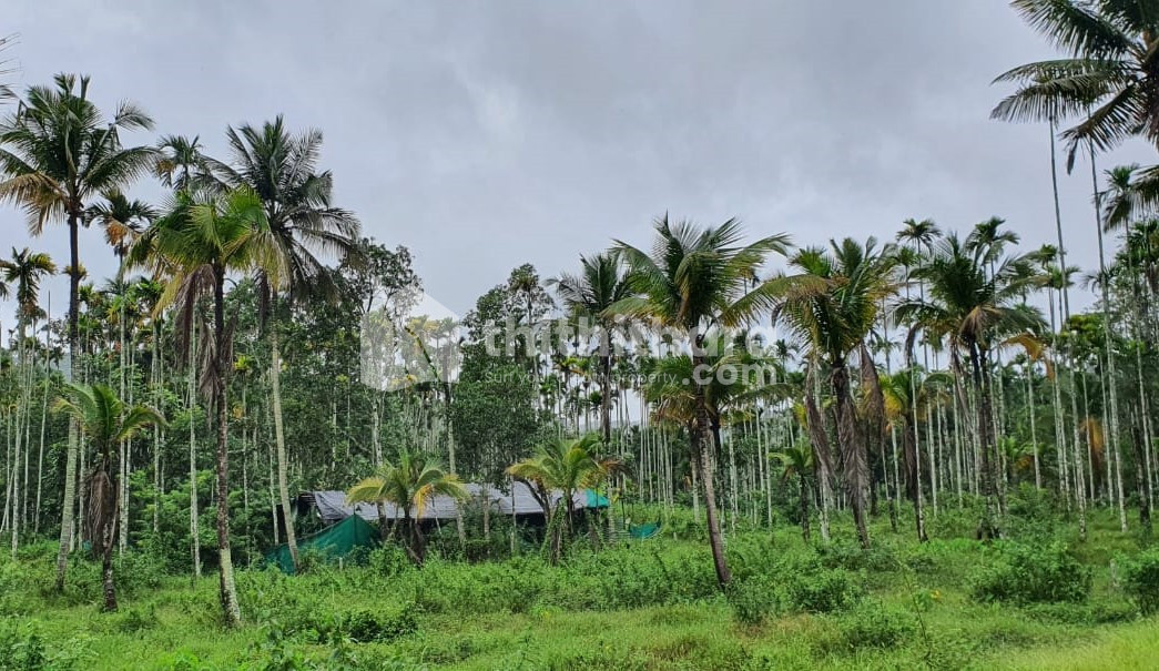 Agricultural Land available for Sale in Sulthanbathery Wayanad