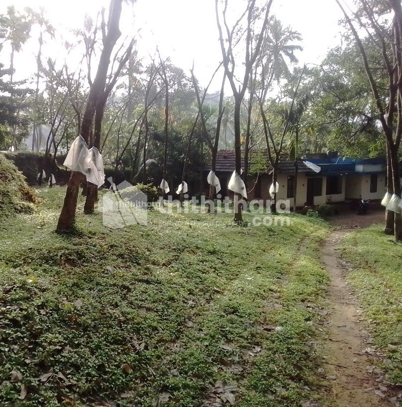Agricultural land for sale at Peruvannamuzhy Kozhikode