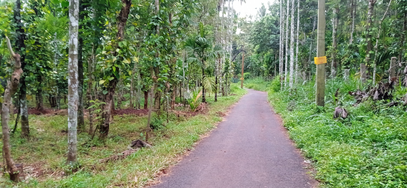 Agricutural land for sale at Sulthanbathery Wayanad