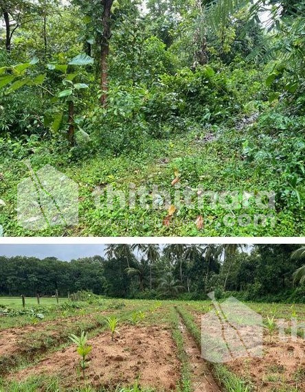 Residential land for sale at Mannarkad Palakkad