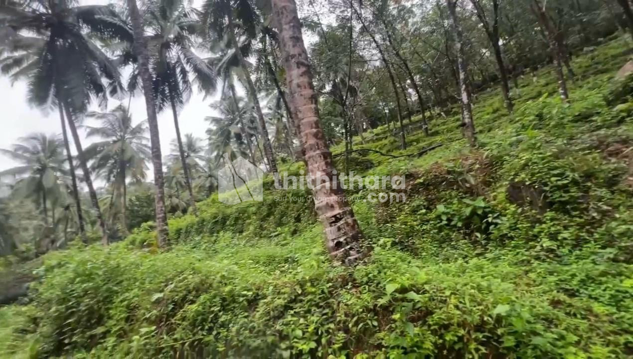 10.50 Acres of Land for Sale in Vayalada, Kozhikode – Ideal for Resort or Water Theme Park