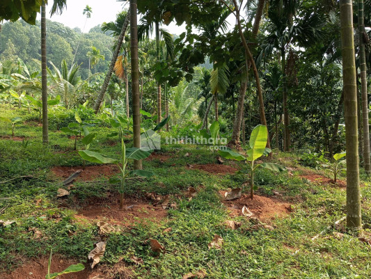 Commercial Plots available for Sale in Thamarasseri Kozhikode