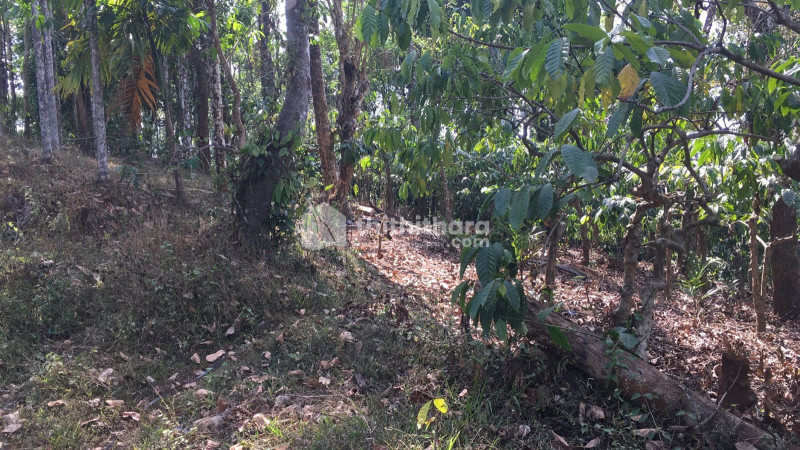 Residential land for sale Olivumala, Vythiri
