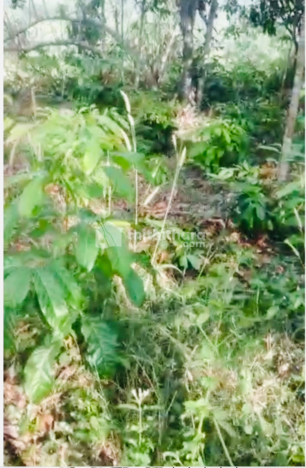 10 Cents Residential Plot for Sale at Kacherippadi, Manjeri
