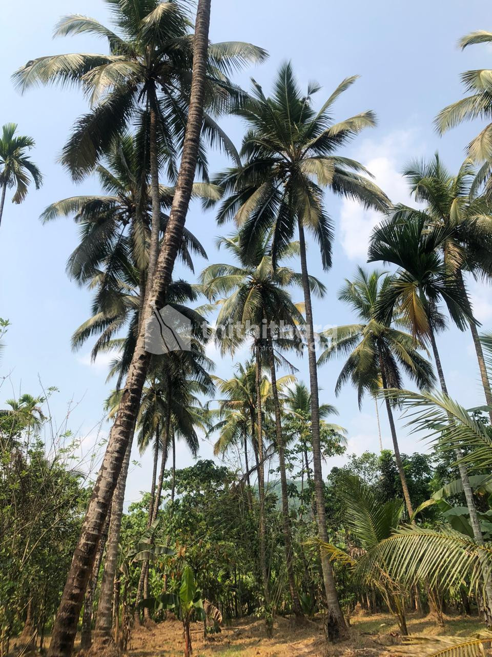 Commercial Plots available for Sale in Thamarasseri Kozhikode