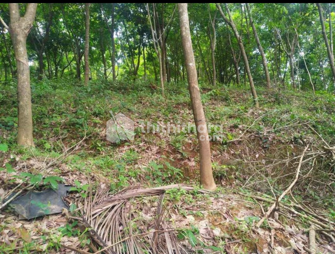 30 cent land for sale at Mattannur, Kannur