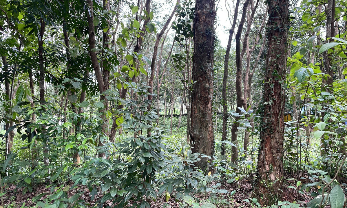 Commercial Plots available for Sale in Valavoor, Pala, Kottayam