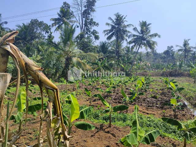 Agricultural land for sale at Kottarakkara Kollam