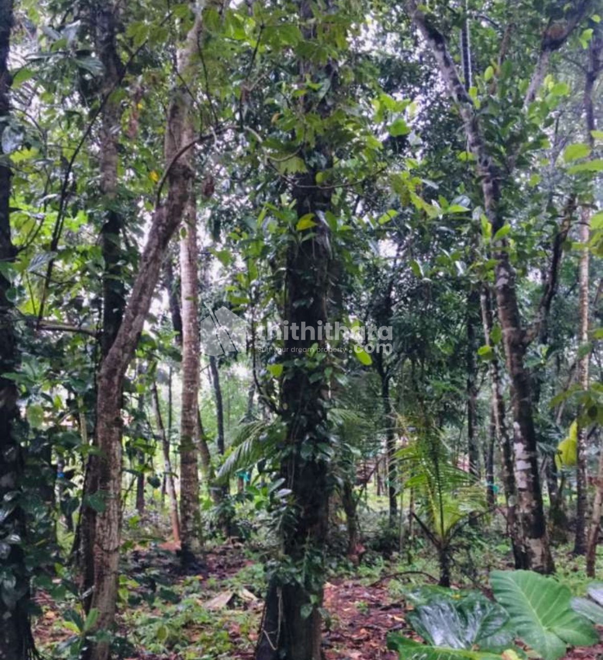 Commercial Plots available for Sale in Punalur Kollam