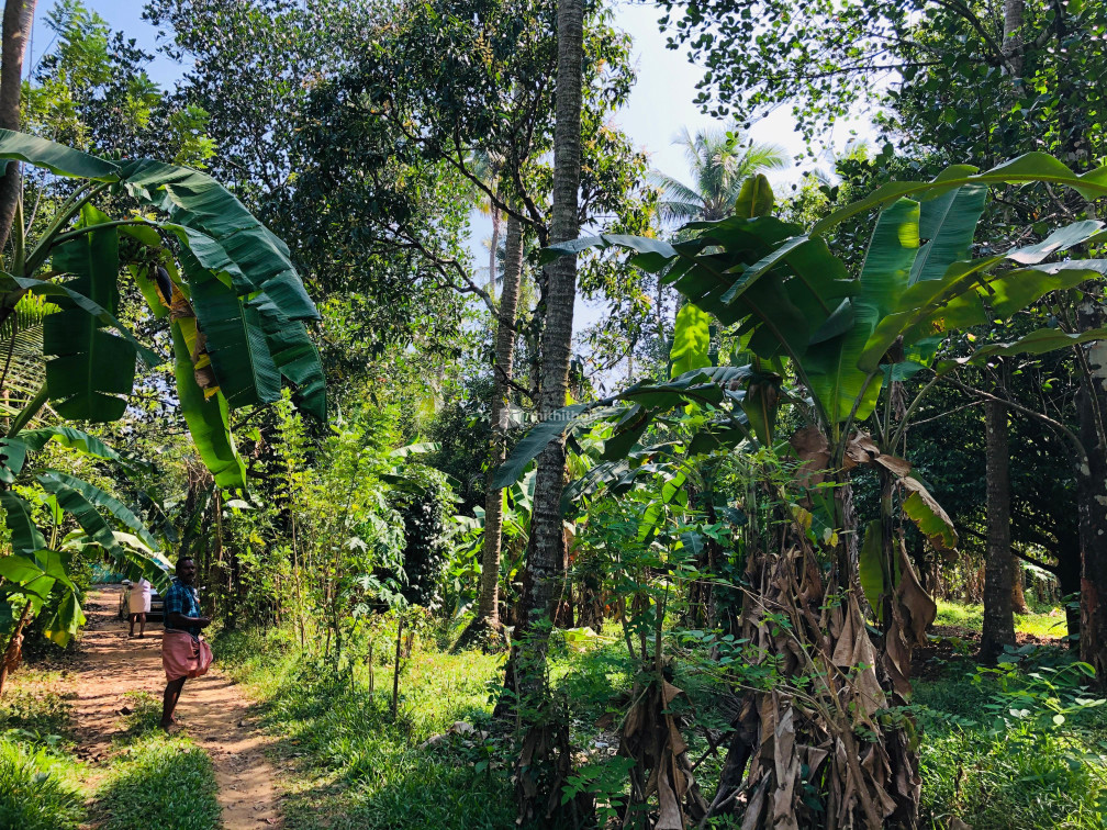 Residential land available for Sale in Ollur Thrissur