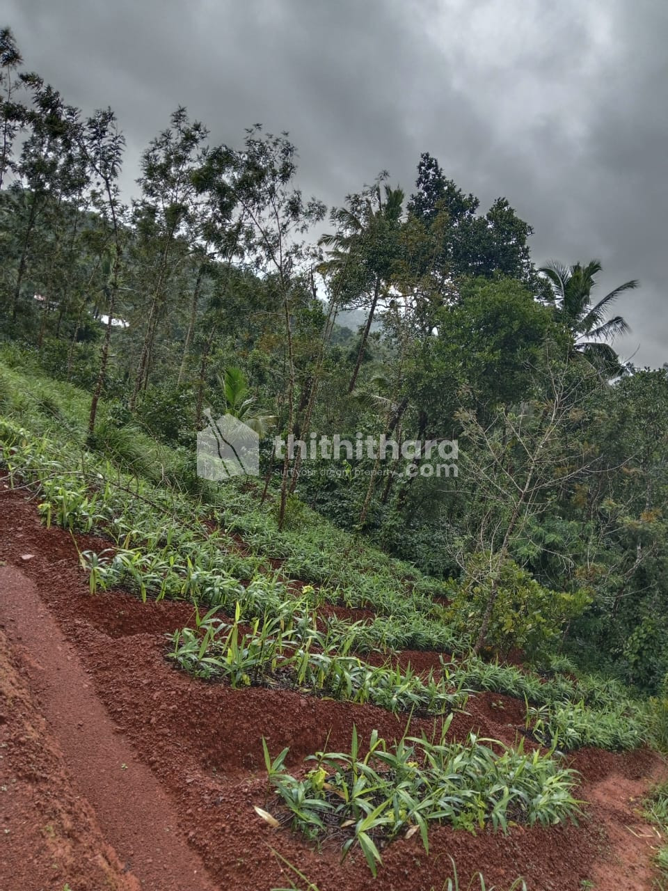 Commercial Plots For Sale In Mananthavady Wayanad