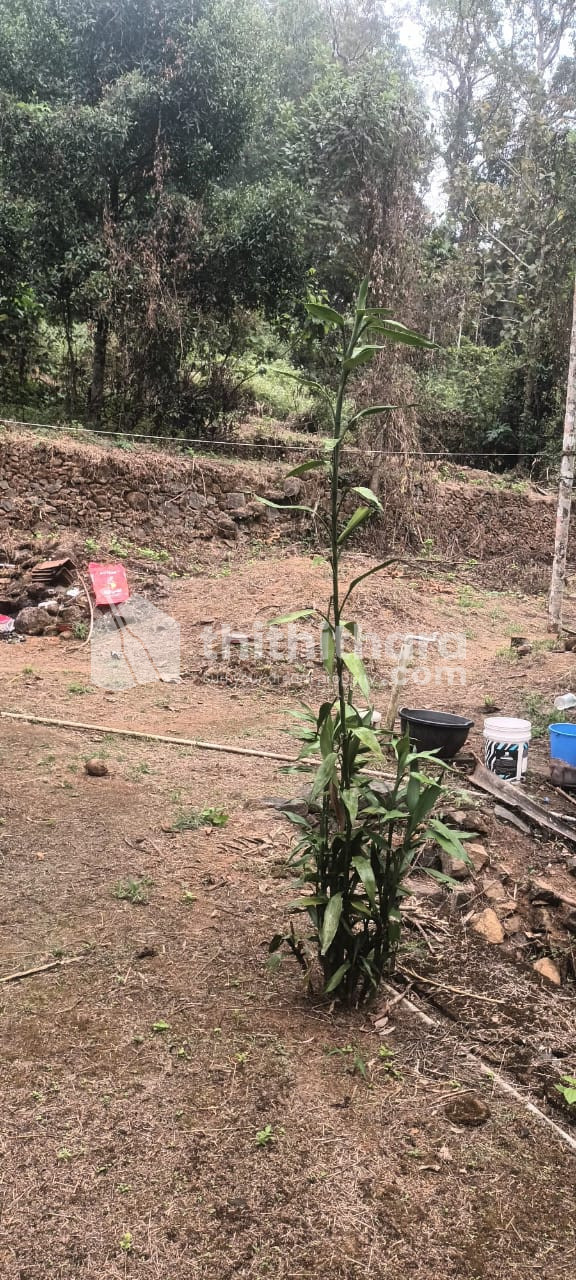 Commerical Plot for Sale In Erumeli Kottayam