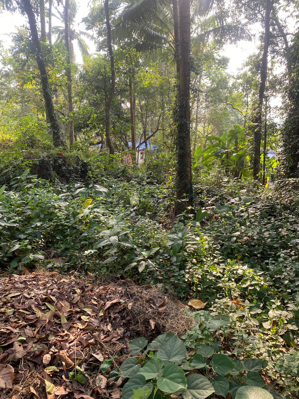 Residential Land available for Sale in Pottamuri junction Kozhikode