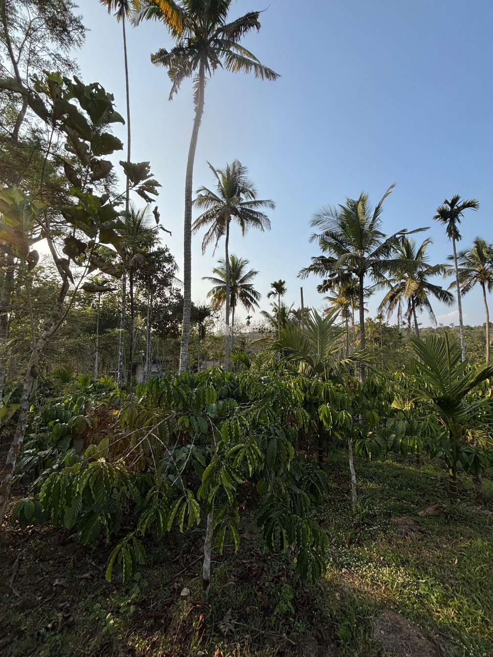 Residential Land available for Sale in Sulthanbathery Wayanad