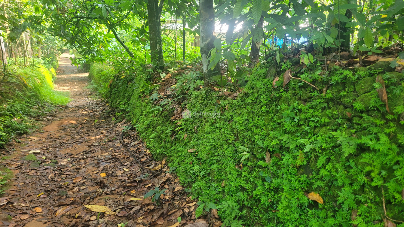 Residential land for sale at pothanicad Ernakulam