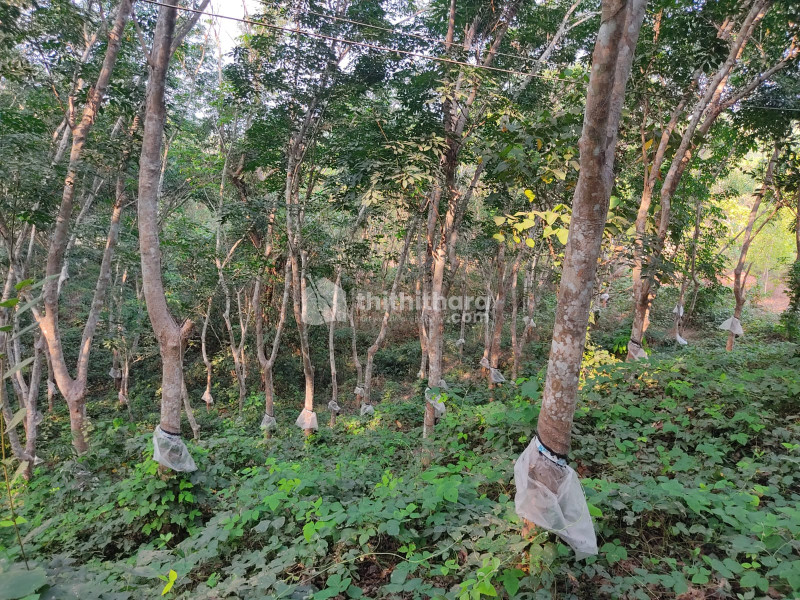 Agricultural Land for sale in Badhiyadkka Kasaragod