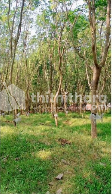 Commercial Plots available for Sale in Thiruvambady Kozhikode