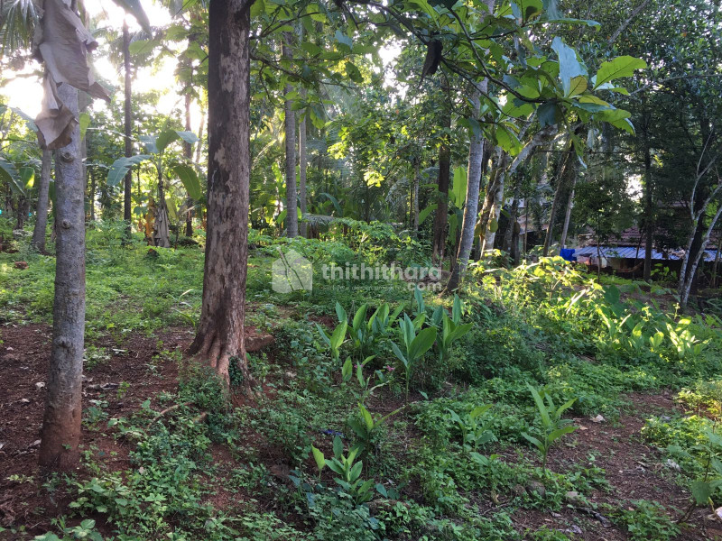 Plot for Sale at Kondotty-Puliyamparamb (13 cents)
