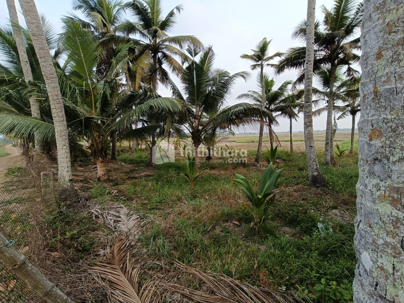 Residential Land available for Sale in Ambalappuzha Alappuzha