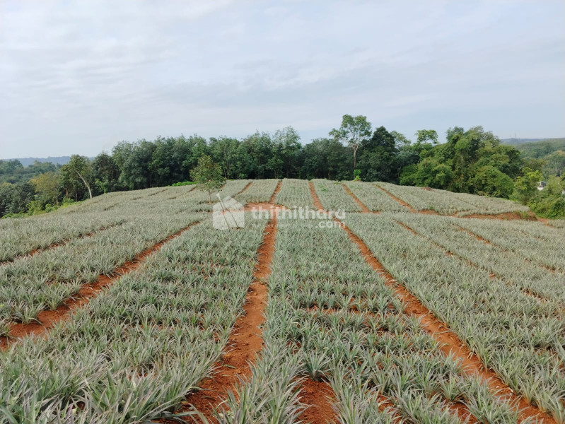Residential Land available for Sale in Piravom Ernakulam
