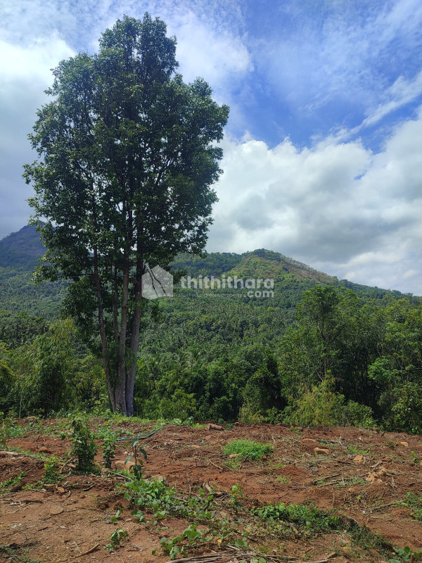 Residential Land available for Sale in Thiruvambady Kozhikode