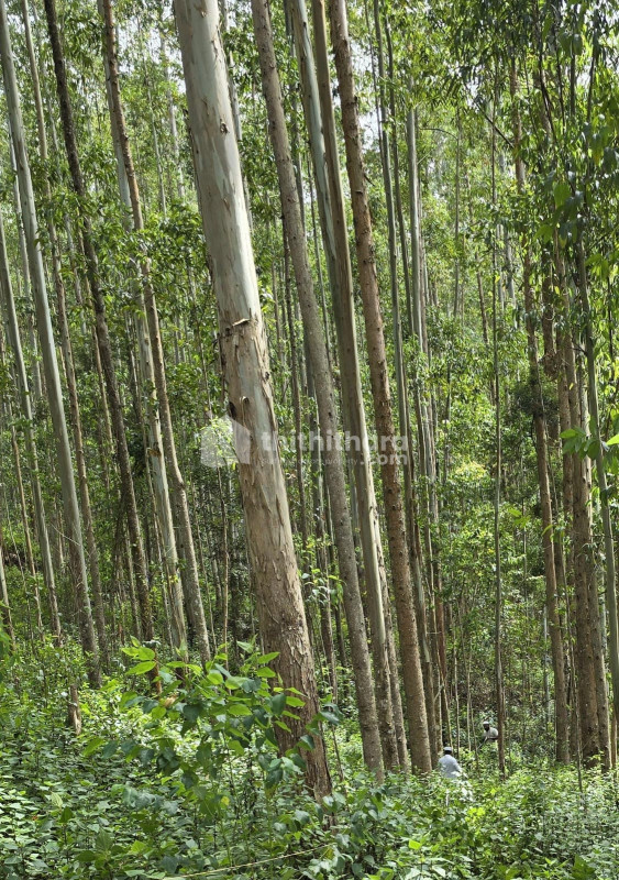 Commercial Plots available for Sale in Devikulam Idukki