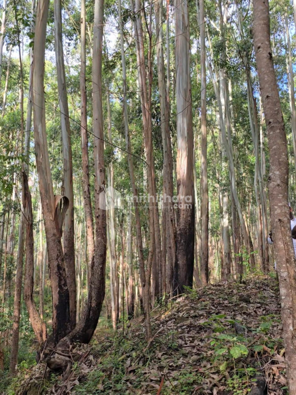 Commercial Plots available for Sale in Devikulam Idukki