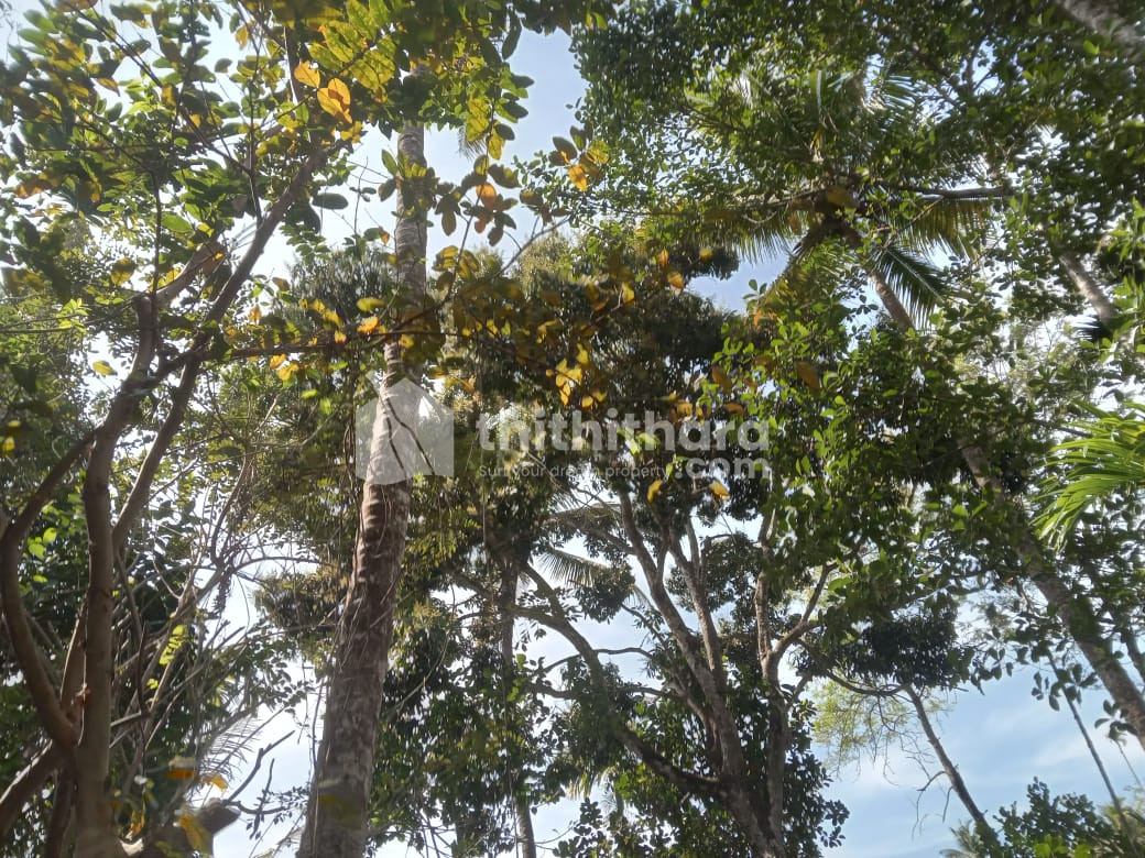 Agricultural land for sale at Kattappana Idukki