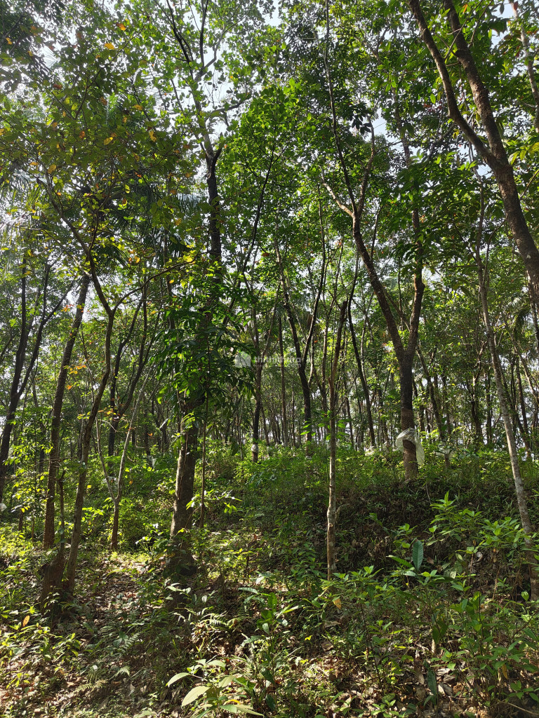 Commercial Plot for sale at Perambra Kozhikode