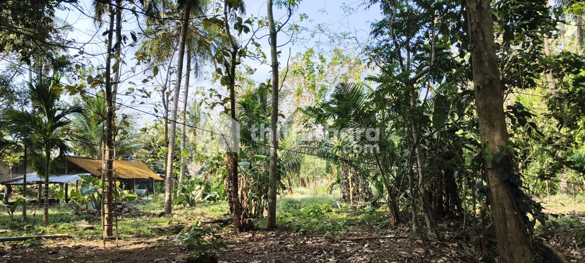 Residential Land available for Sale in Nenmara Palakkad