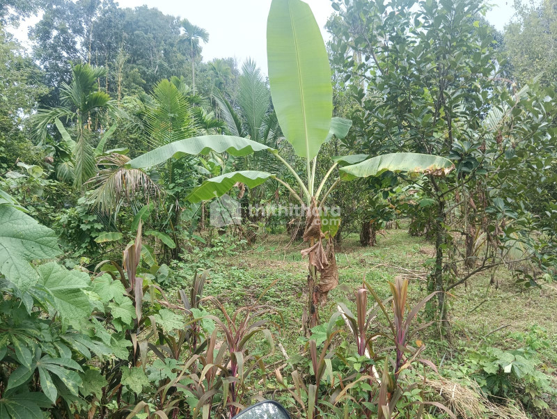 Residential Land available for Sale in Angamaly Ernakulam