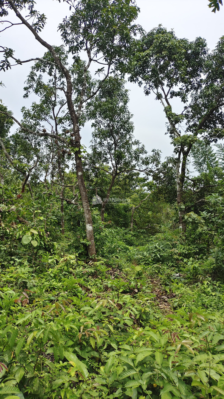 Residential Land available for Sale in Kunnamkulam Thrissur