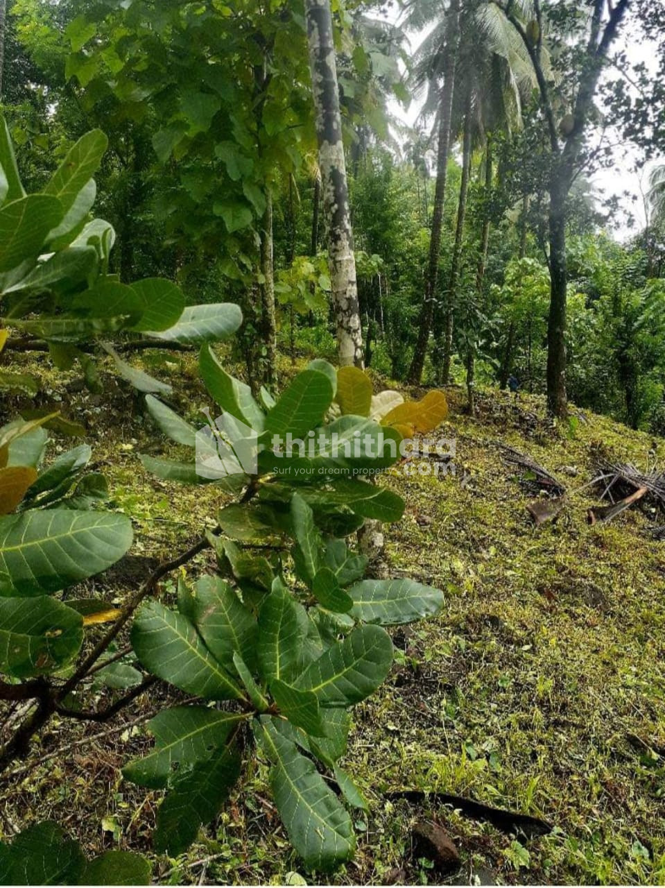 4 acre of land for sale Karthikapuram,Thaliparamb