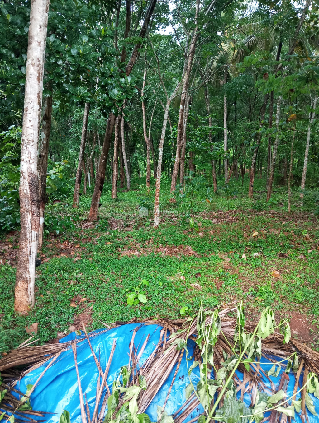 Commercial Plots available for Sale in Kongad Palakkad