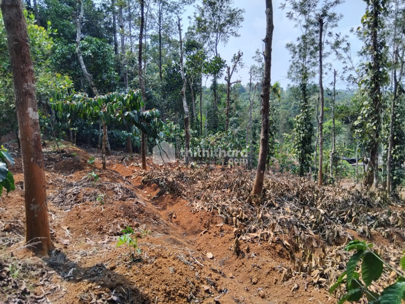 Residential Land available for Sale in Mananthavady Wayanad