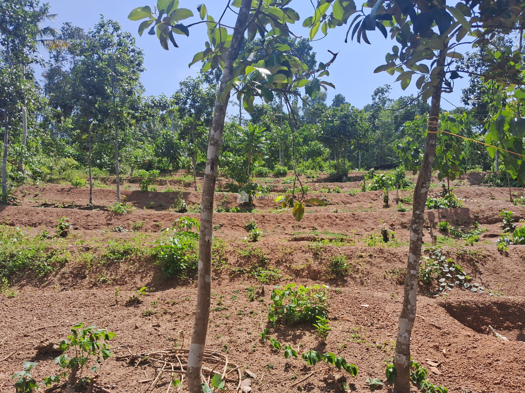 Commercial plot for sale at Kattakada Thiruvananthapuram