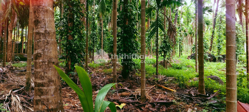 Residential Land available for Sale in Alathur Palakkad