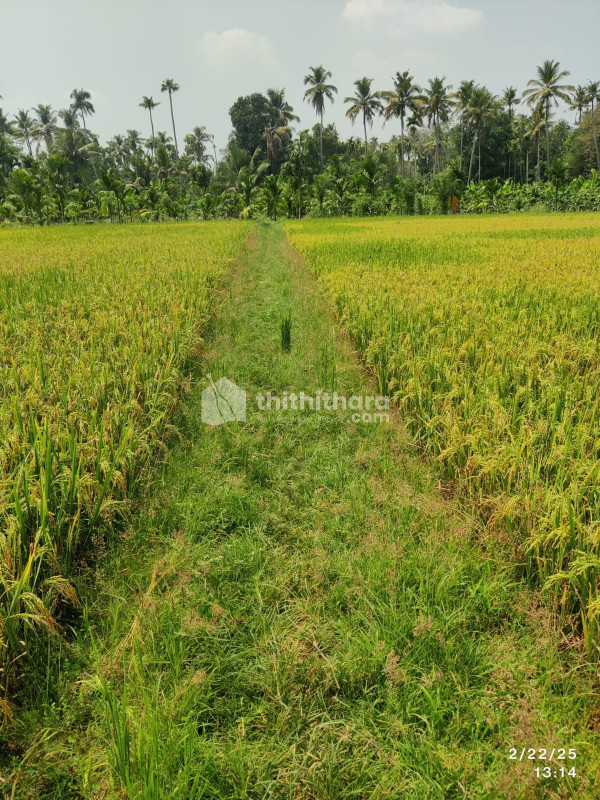 Agricultural land for sale at Kodakara Thrissur