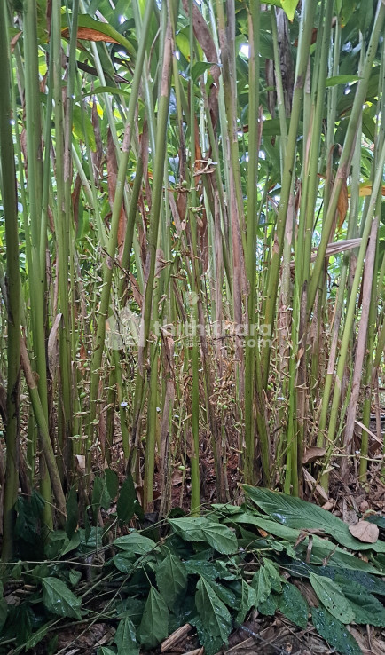 Agricultural land for sale at Udumbanchola Idukki