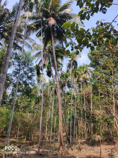 House Plot for sale at Puthenchira, Thrissur 