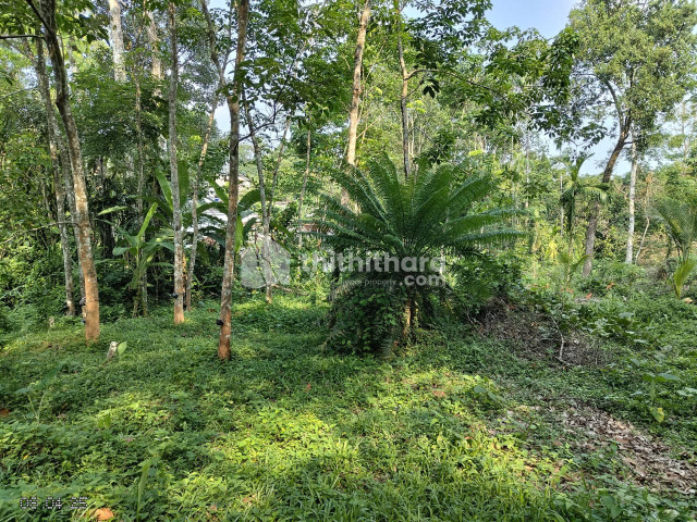 Residential Land available for Sale in Kanjirappally Kottayam