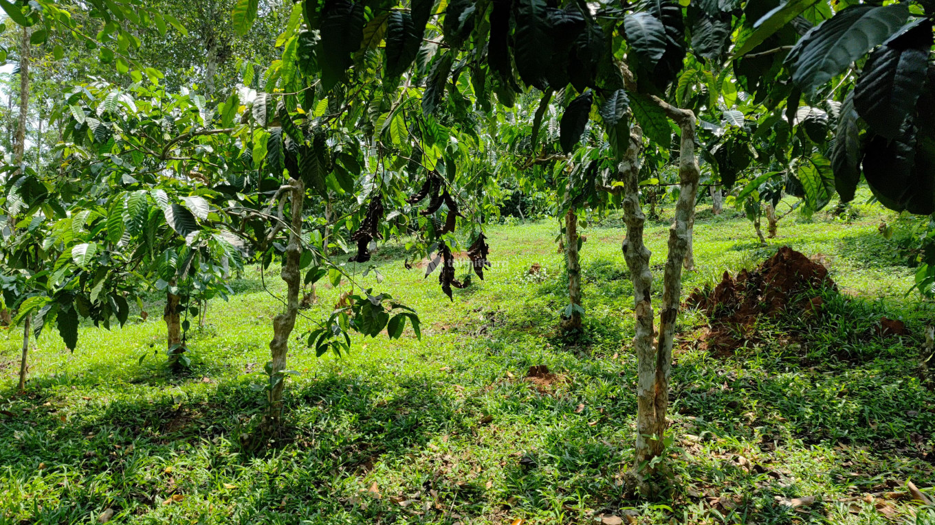 Commercial Others available for Sale in Sulthanbathery Wayanad