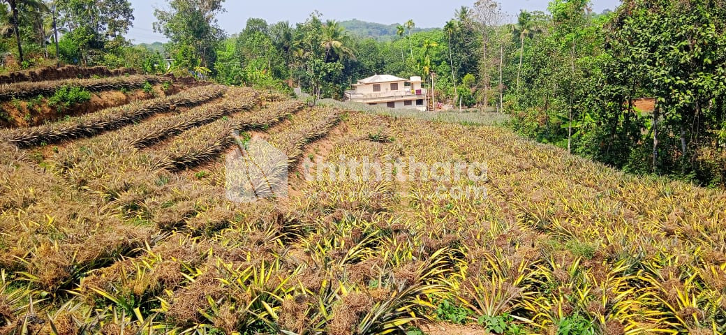 Residential Land available for Sale in North Mazhuvanoor Ernakulam