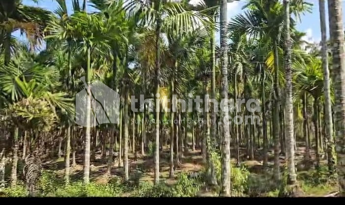 Commercial Plots available for Sale in Mananthavady Wayanad
