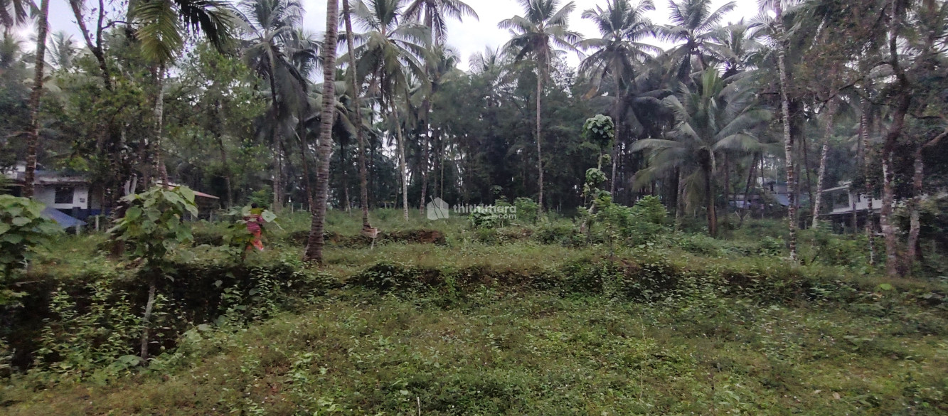 Agricultural land for sale at Kuttiadi Kozhikode
