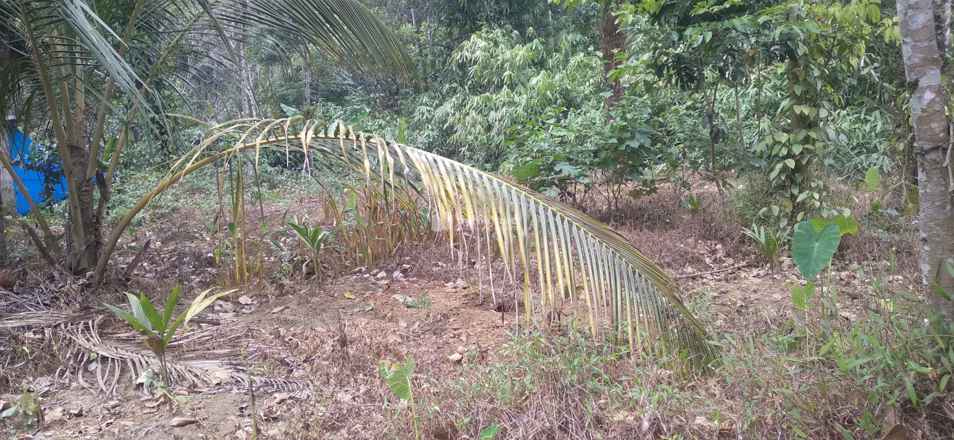 Residential Land available for Sale in Devikulam Idukki