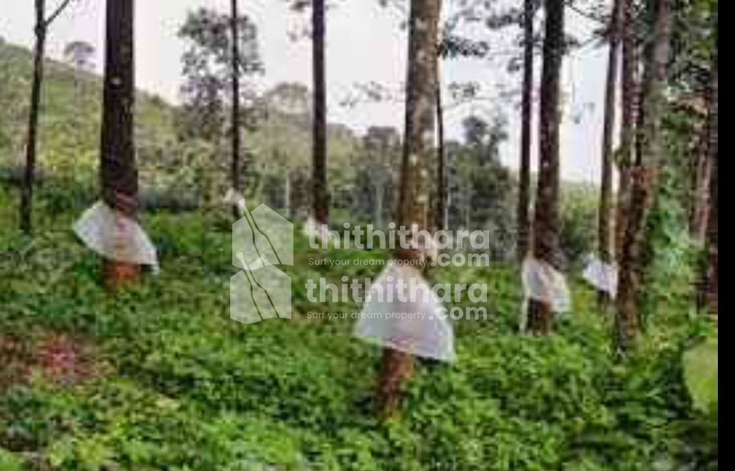 64 cent in koorachund calicut